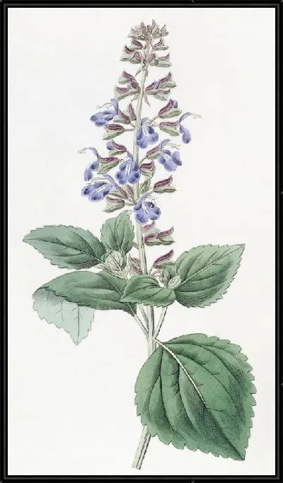 Картина Листовой мексиканский шалфей (1815-1819)