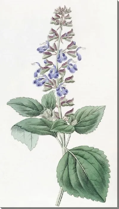 Картина Листовой мексиканский шалфей (1815-1819)