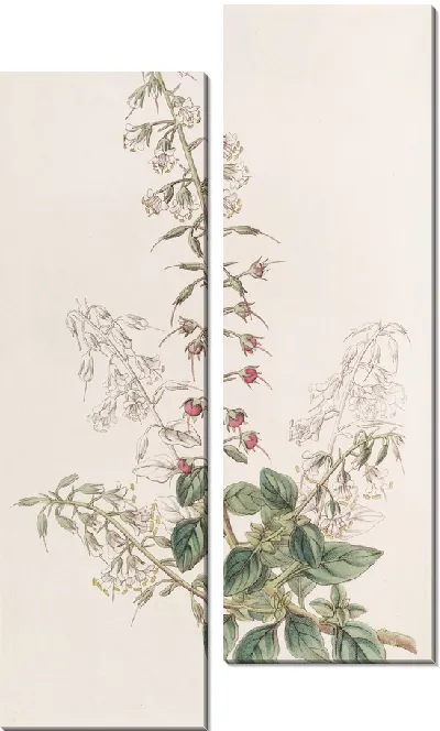 Картина Лобелия-вербейник (1815-1819)