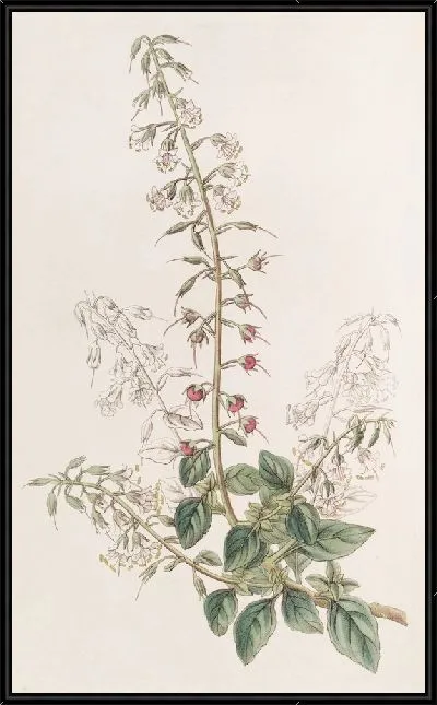 Картина Лобелия-вербейник (1815-1819)