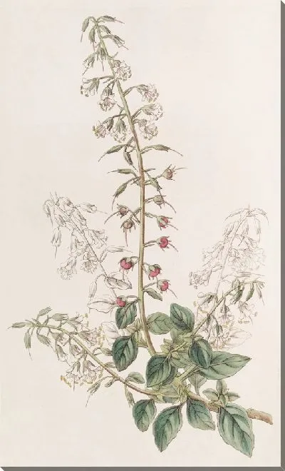 Картина Лобелия-вербейник (1815-1819)