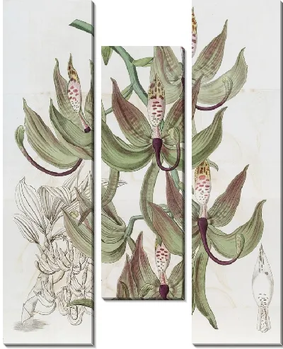 Картина Лодиджес Лебединое (1815-1819)
