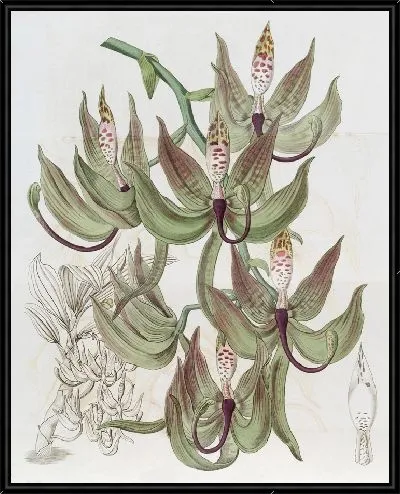 Картина Лодиджес Лебединое (1815-1819)