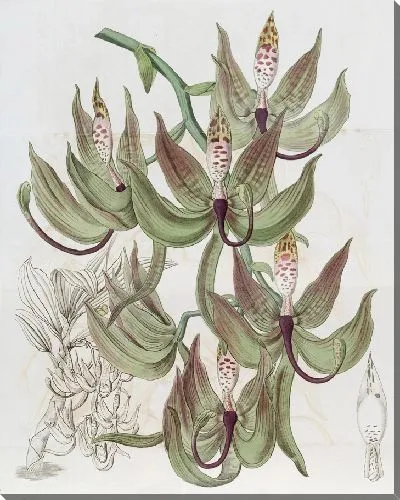 Картина Лодиджес Лебединое (1815-1819)