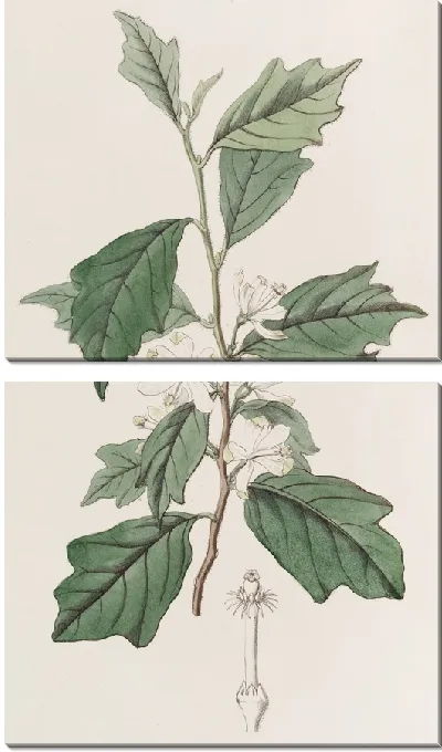 Картина Лопастная Туррея (1815-1819)