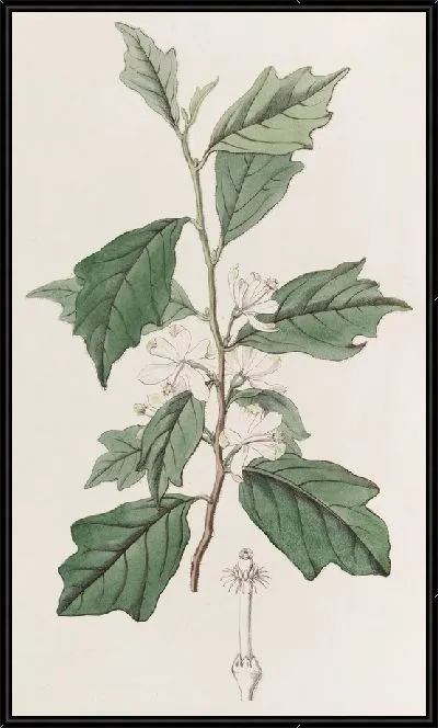 Картина Лопастная Туррея (1815-1819)