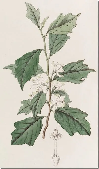 Картина Лопастная Туррея (1815-1819)