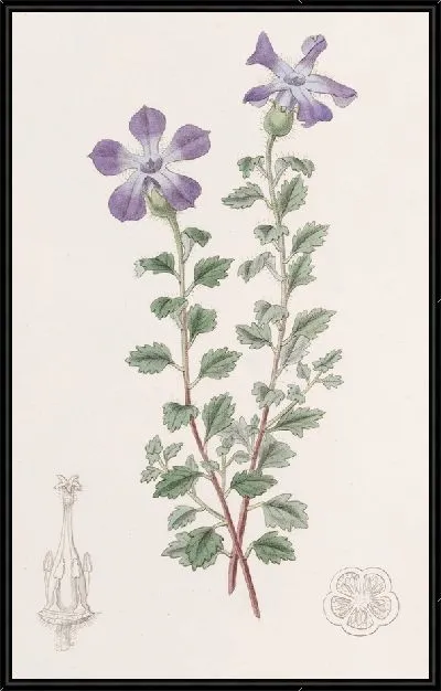 Картина Лопастный цианант (1815-1819)