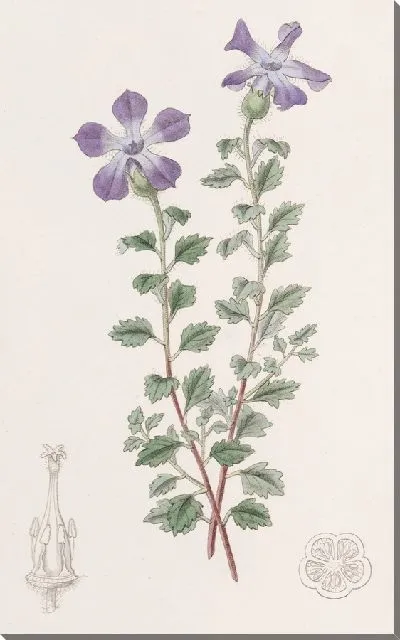 Картина Лопастный цианант (1815-1819)