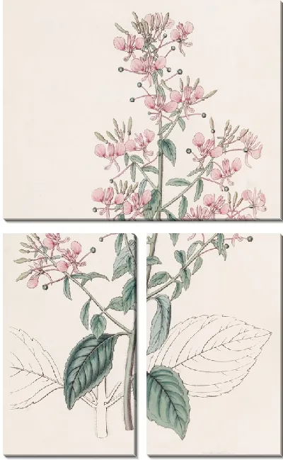 Картина Лопеция линейнолистная (1815-1819)