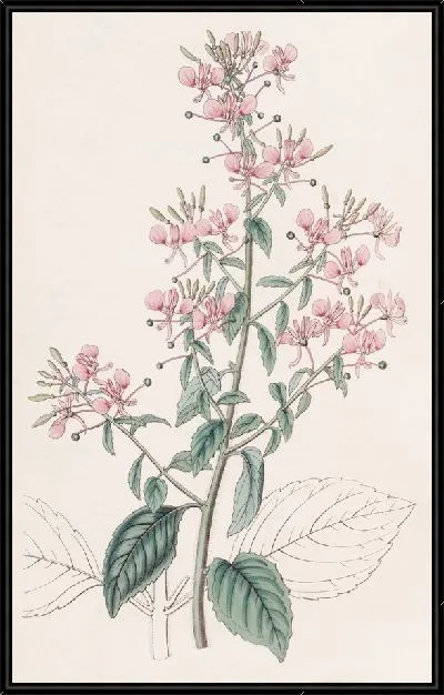 Картина Лопеция линейнолистная (1815-1819)