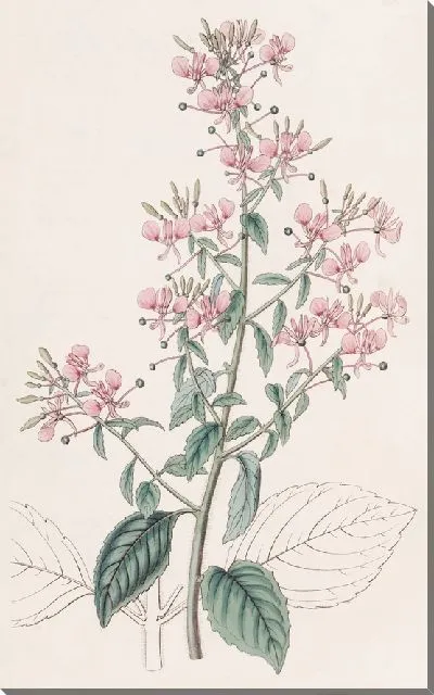 Картина Лопеция линейнолистная (1815-1819)