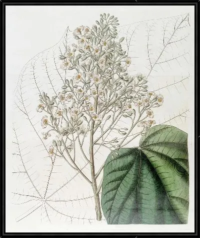 Картина Лофти Браунловия (1815-1819)