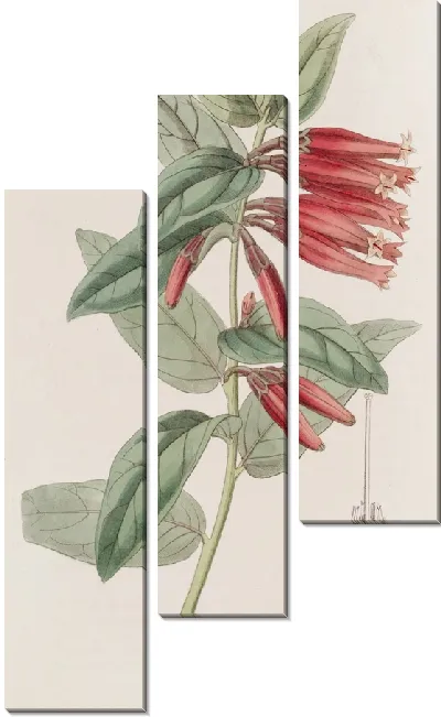 Картина Маклеания длинноцветковая (1815-1819)