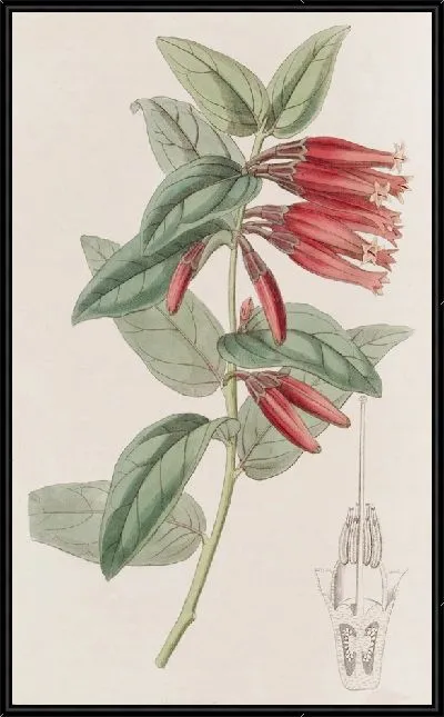 Картина Маклеания длинноцветковая (1815-1819)