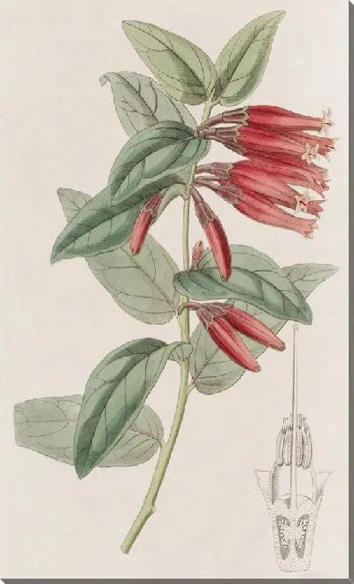 Картина Маклеания длинноцветковая (1815-1819)