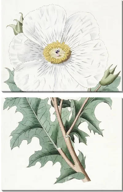 Картина Мексиканский мак крупноцветковый (1815-1819)