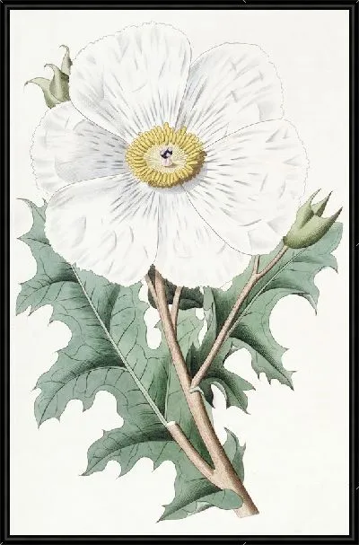 Картина Мексиканский мак крупноцветковый (1815-1819)