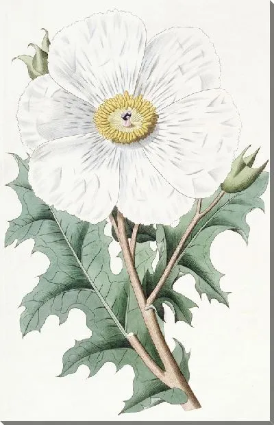 Картина Мексиканский мак крупноцветковый (1815-1819)