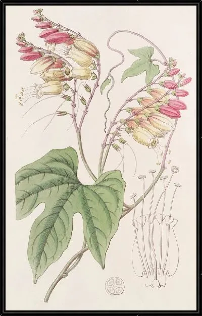 Картина Мина лопастнолистная (1815-1819)