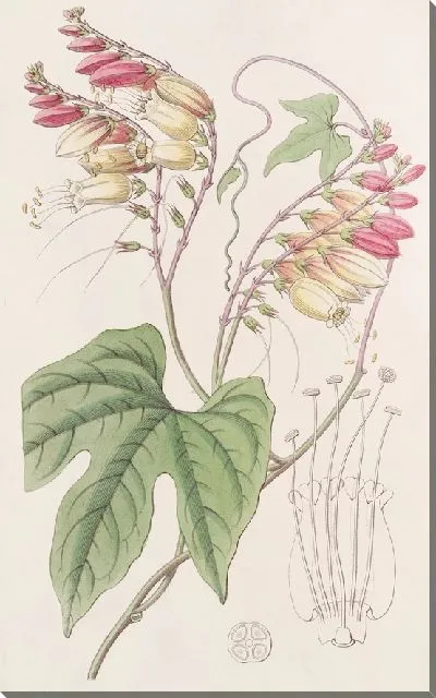 Картина Мина лопастнолистная (1815-1819)