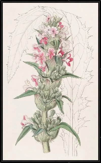 Картина Морина длиннолистная (1815-1819)