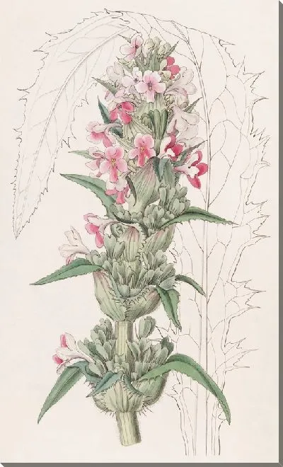 Картина Морина длиннолистная (1815-1819)