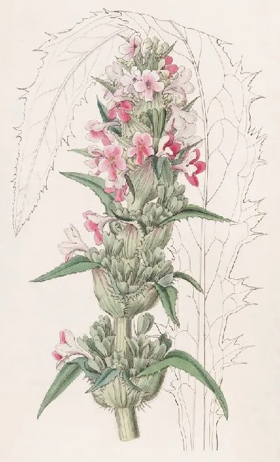 Картина Морина длиннолистная (1815-1819)