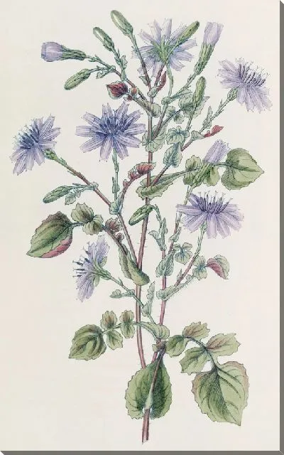Картина Мульгеде с украшениями (1815-1819)