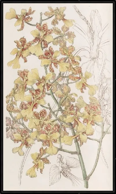 Картина Онцидиум длиннолистный (1815-1819)