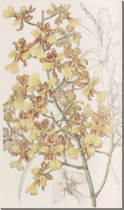 Картина Онцидиум длиннолистный (1815-1819)