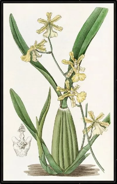 Картина Онцидиум лимонного цвета (1815–1819)