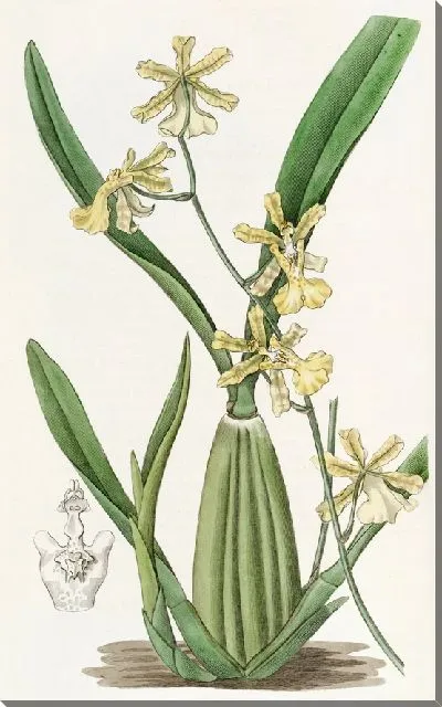 Картина Онцидиум лимонного цвета (1815–1819)