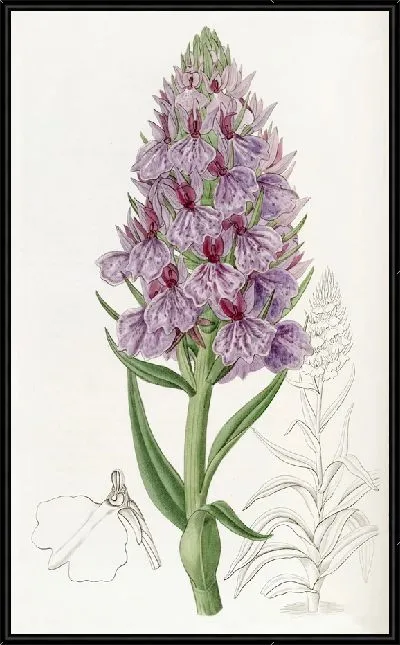 Картина Орхидея листовидная (1815-1819)