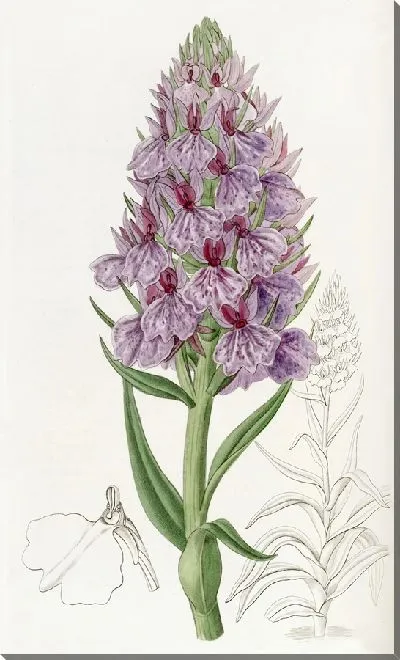 Картина Орхидея листовидная (1815-1819)