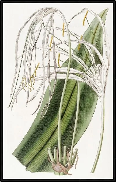 Картина Панкратий длинноцветковый (1815-1819)