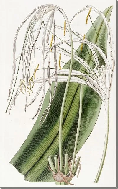 Картина Панкратий длинноцветковый (1815-1819)