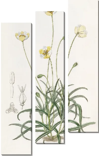 Картина Платистигма линейнолистная (1815-1819)