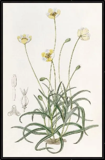 Картина Платистигма линейнолистная (1815-1819)