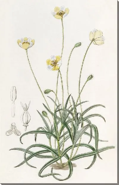 Картина Платистигма линейнолистная (1815-1819)