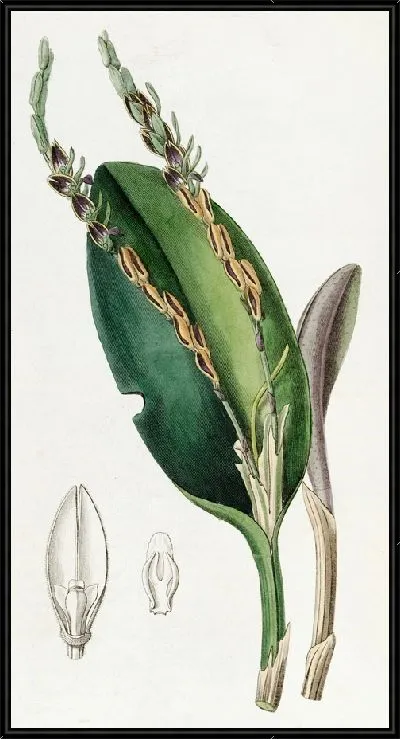 Картина Плевроталлис с головой ящерицы (1815-1819)