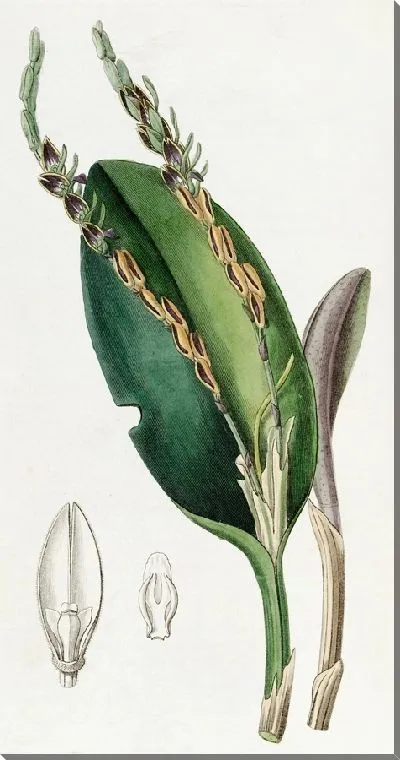 Картина Плевроталлис с головой ящерицы (1815-1819)