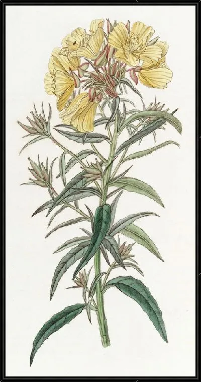 Картина Поздноцветущая вечерняя примула (1815-1819)