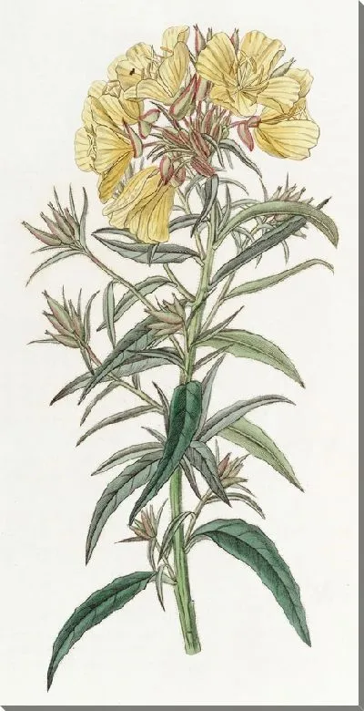 Картина Поздноцветущая вечерняя примула (1815-1819)