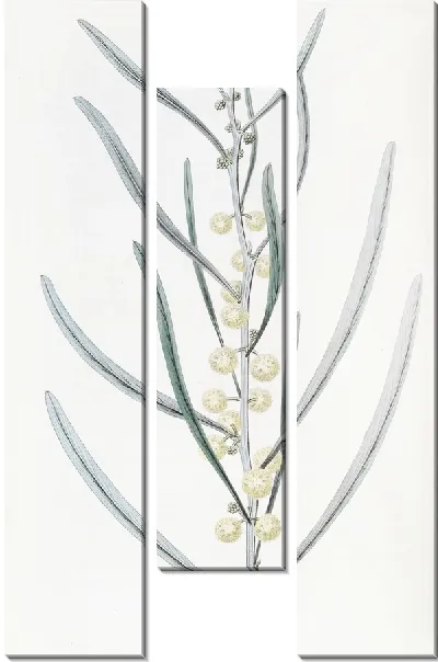 Картина Прокаженная акация (1815-1819)