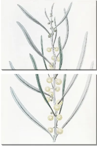 Картина Прокаженная акация (1815-1819)