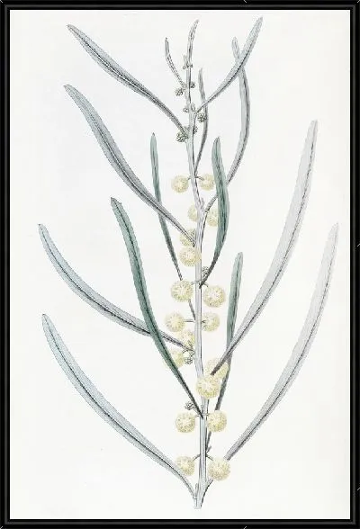 Картина Прокаженная акация (1815-1819)