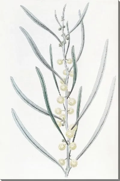 Картина Прокаженная акация (1815-1819)