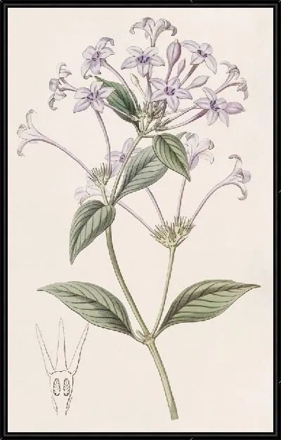 Картина Ронделеция длинноцветковая (1815-1819)