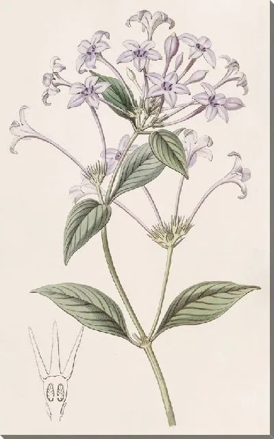 Картина Ронделеция длинноцветковая (1815-1819)